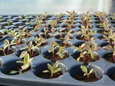 Amaranthus seedlings in pods clipart