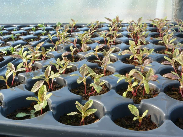 Stock image Amaranthus seedlings in pods