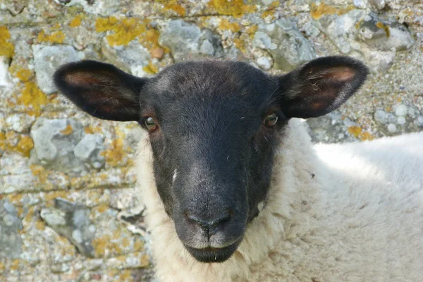黒い顔の羊肉のサセックス ・ ダウンズ — ストック写真