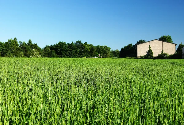 Gras milho verde — Fotografia de Stock