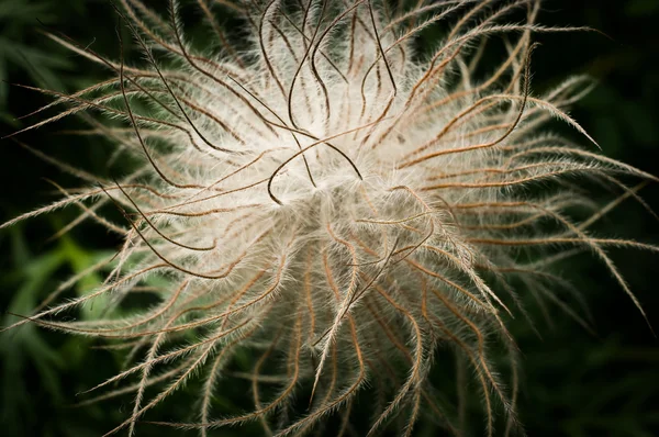 stock image Anemone pulsatilla