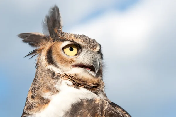 The Great Horned Owl — Stock Photo, Image