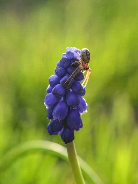 Павук на квітка Стокове Фото