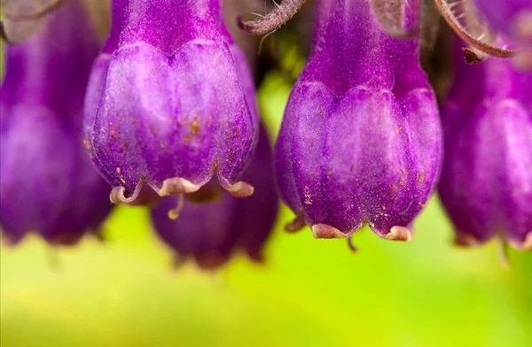Фіолетовий квітка Ліцензійні Стокові Зображення