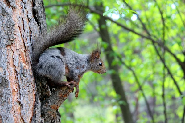 Mooi eekhoorn op de boom — Stockfoto