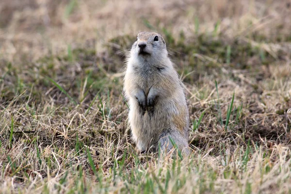 필드에서 작은 groung 다람쥐 — 스톡 사진