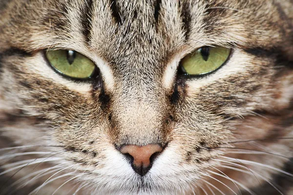 Gröna kattens ögon Stockfoto