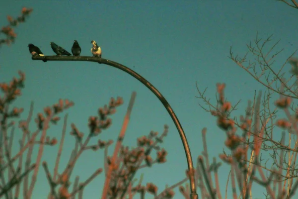 Quatre pigeons assis au coucher du soleil — Photo
