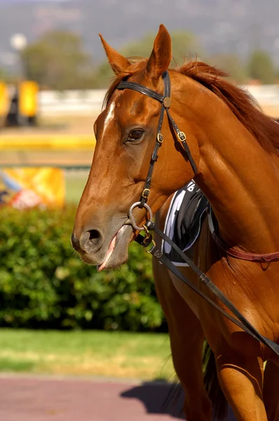 Race Horse — Stock Photo, Image
