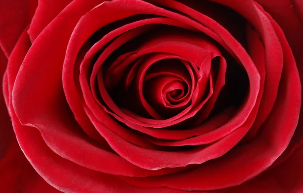 stock image Red rose