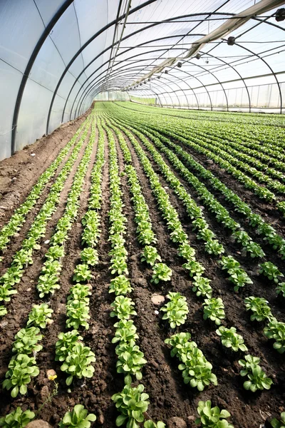 stock image Greenhouse