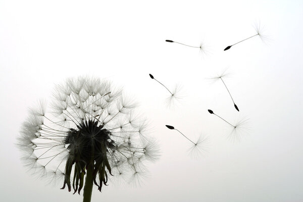 Seeds fly away from dandelion