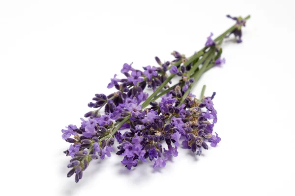 stock image Fresh Lavender blossoms