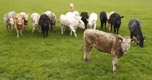 Rebanho de bovinos jovens na Irlanda — Fotografia de Stock