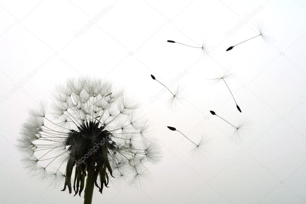 Seeds fly away from dandelion