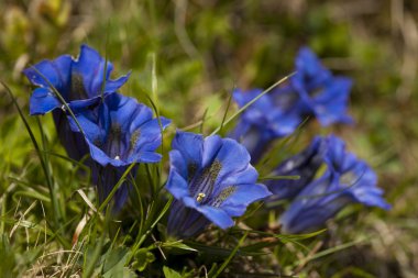 Blue Gentians clipart