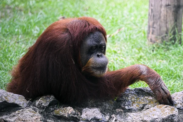 stock image Gorilla - Wildlife