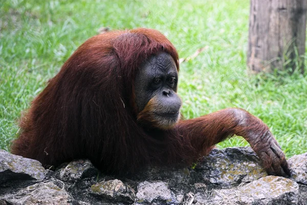 Gorila - přírodní Stock Obrázky
