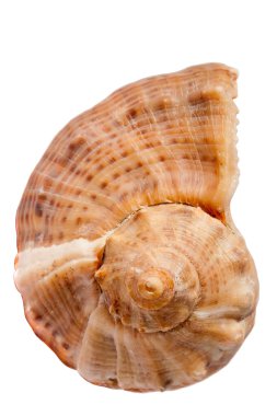 Seashell Rapana