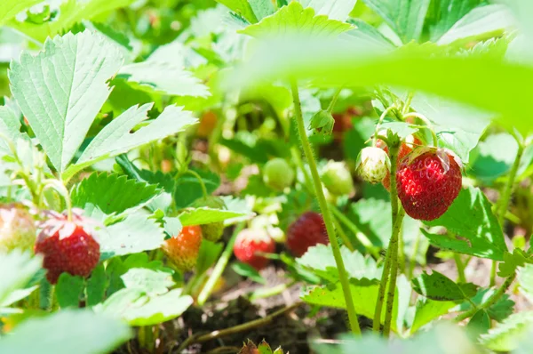 Stock image Strawberries growth