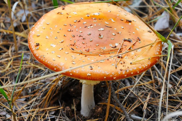 Amanita muscaria mantar