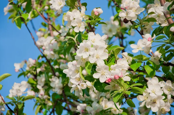 stock image Apple Blossoms