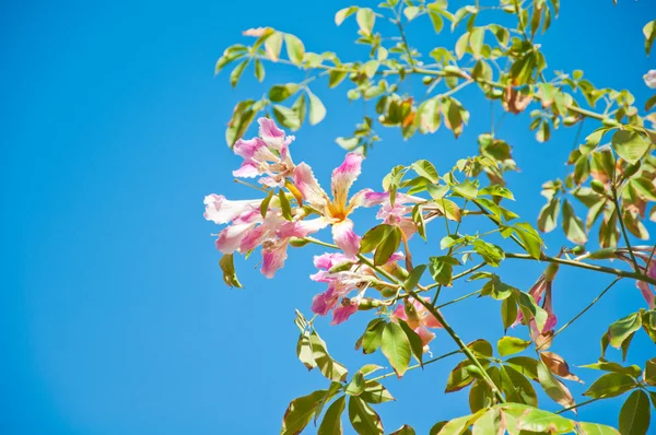 stock image Chorisia