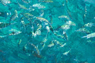 Aquamarine fish canvas clipart