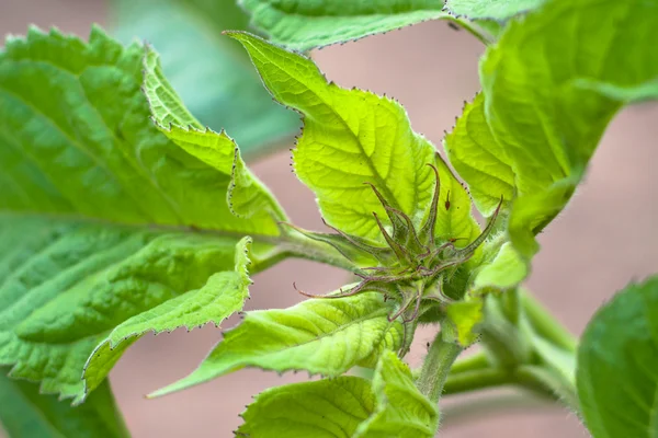 stock image Sunflower bud