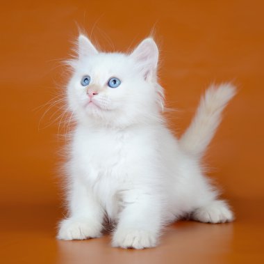 White kitten clipart