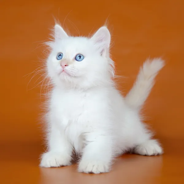White kitten — Stock Photo, Image