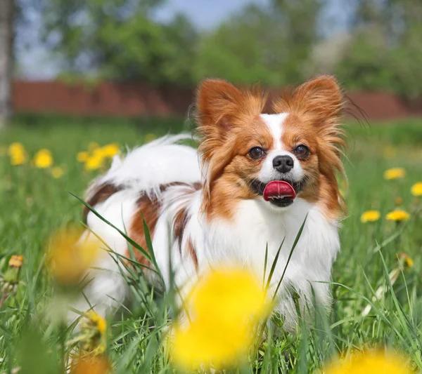 El perro en la hierba —  Fotos de Stock