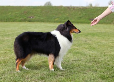 metresi köpeğini eğitiyor