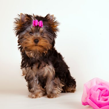 Yorkie puppy on light background clipart