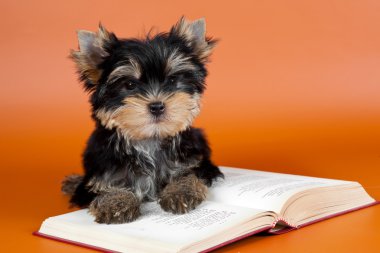 Puppy on the book on orange background clipart