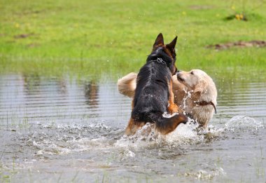 Suda oynayan iki köpek.