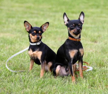 iki köpekler çimlerde oturan