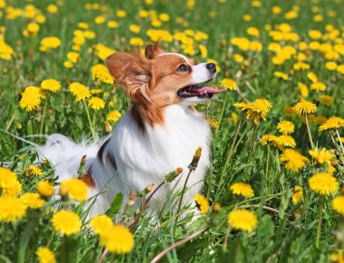 köpek ayakta arasında sarı çiçek