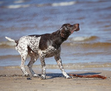 ıslak köpek kendi kendini kuru titriyor