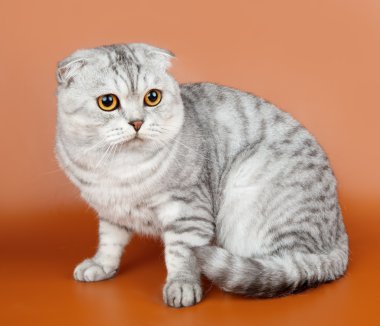 Scottish fold on orange background clipart