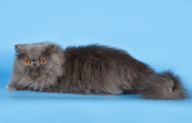 mavi zemin üzerine Fars kedisi