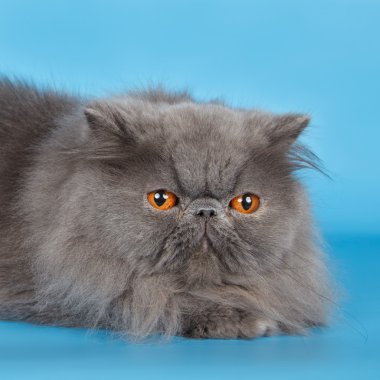 mavi arka plan kafasına Fars kedisi