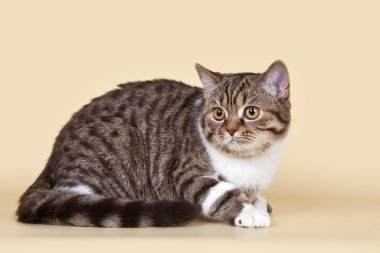 İskoç düz Sarı zemin üzerine