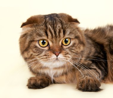 Scottish fold baş Sarı zemin üzerine