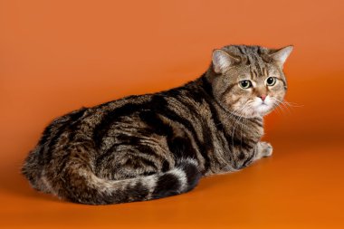 İskoç düz turuncu zemin üzerine