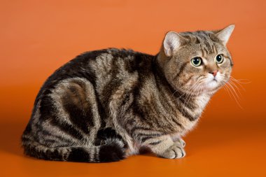 İskoç düz turuncu zemin üzerine