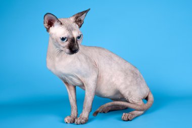 Sfenks mavi zemin üzerine