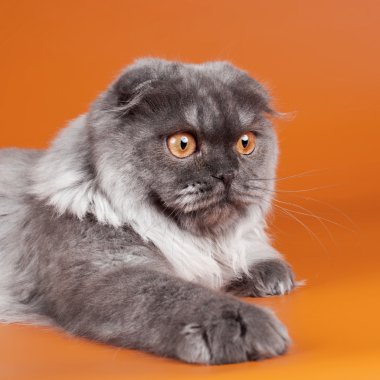 Scottish fold kafa turuncu zemin üzerine
