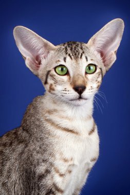 Oriental cat head on blue background clipart