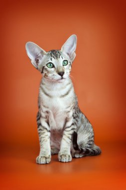 Oriental cat on orange background clipart